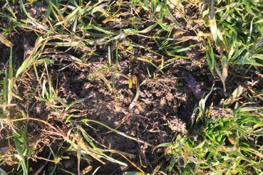 Lückige Bestände.jpg © LK Kärnten/Hans Egger