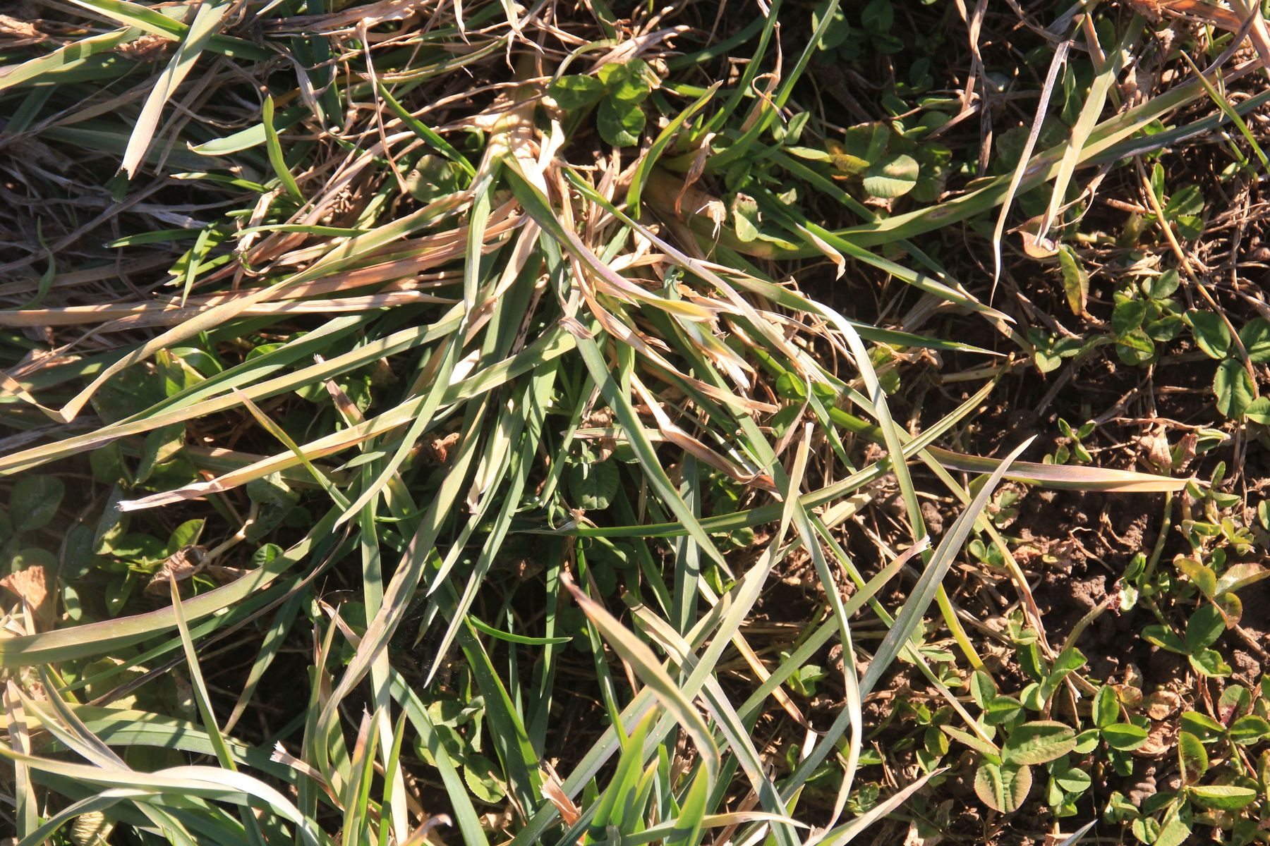 Grünland .jpg © LK Kärnten/Hans Egger