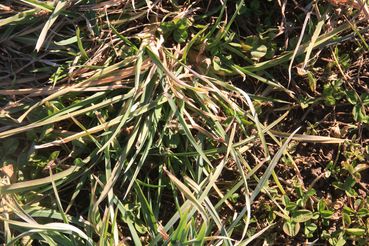 Grünland .jpg © LK Kärnten/Hans Egger