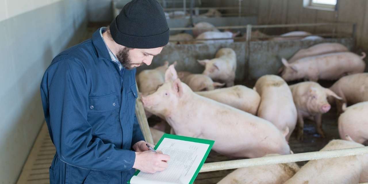 Schweinehaltung.jpg © FRAUKOEPPL/LK Niederösterreich