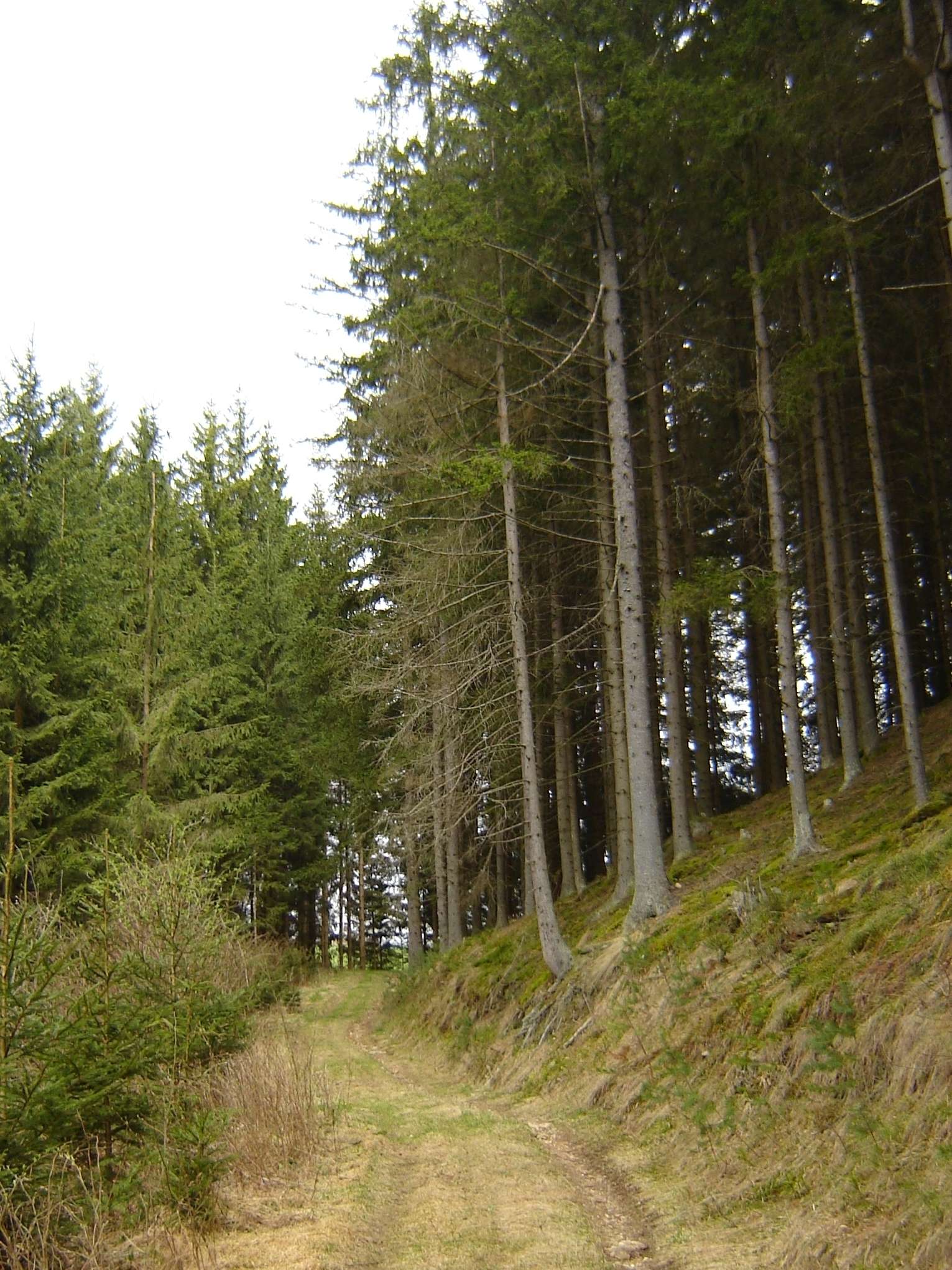 Auch der Pflanzenschutzmitteleinsatz im Forst mit Ausnahme der Wildverbissmittel muss aufgezeichnet werden. .jpg © BWSB