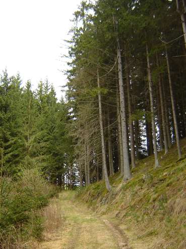 Auch der Pflanzenschutzmitteleinsatz im Forst mit Ausnahme der Wildverbissmittel muss aufgezeichnet werden. .jpg © BWSB