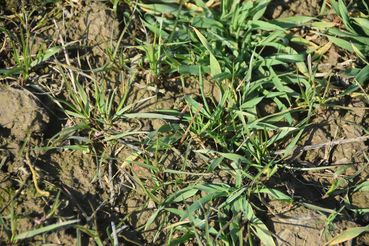 Raygräser in Wintergerste.jpg © LK OÖ/Köppl