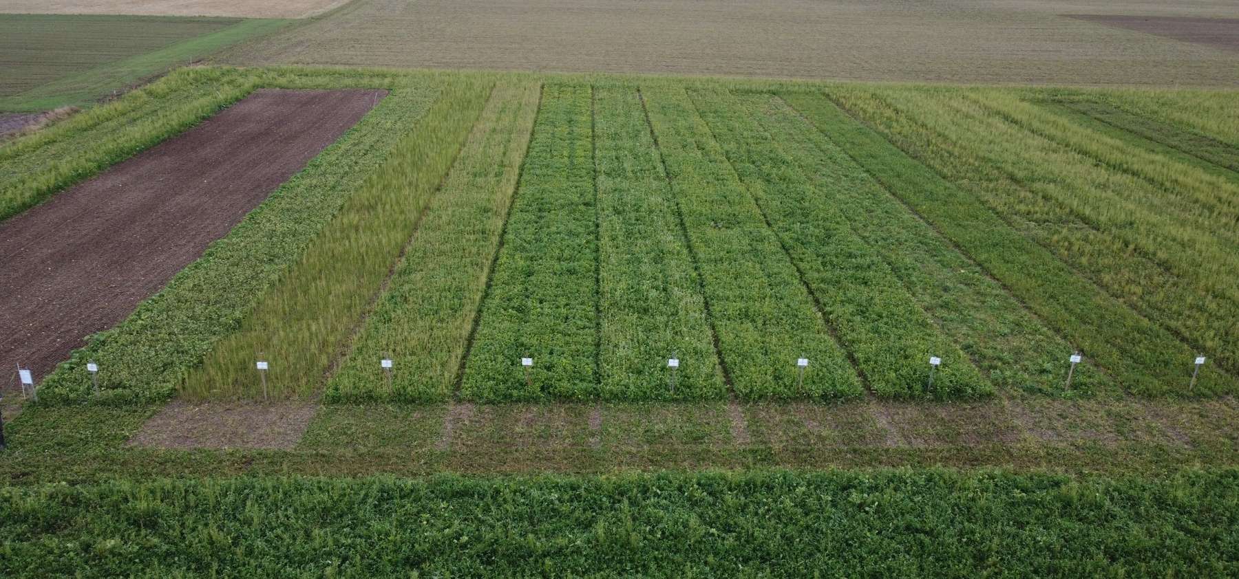 Zwischenfruchtvarianten im Praxistest.jpg © BWSB