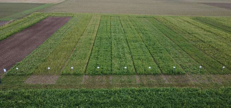 Zwischenfruchtvarianten im Praxistest.jpg © BWSB