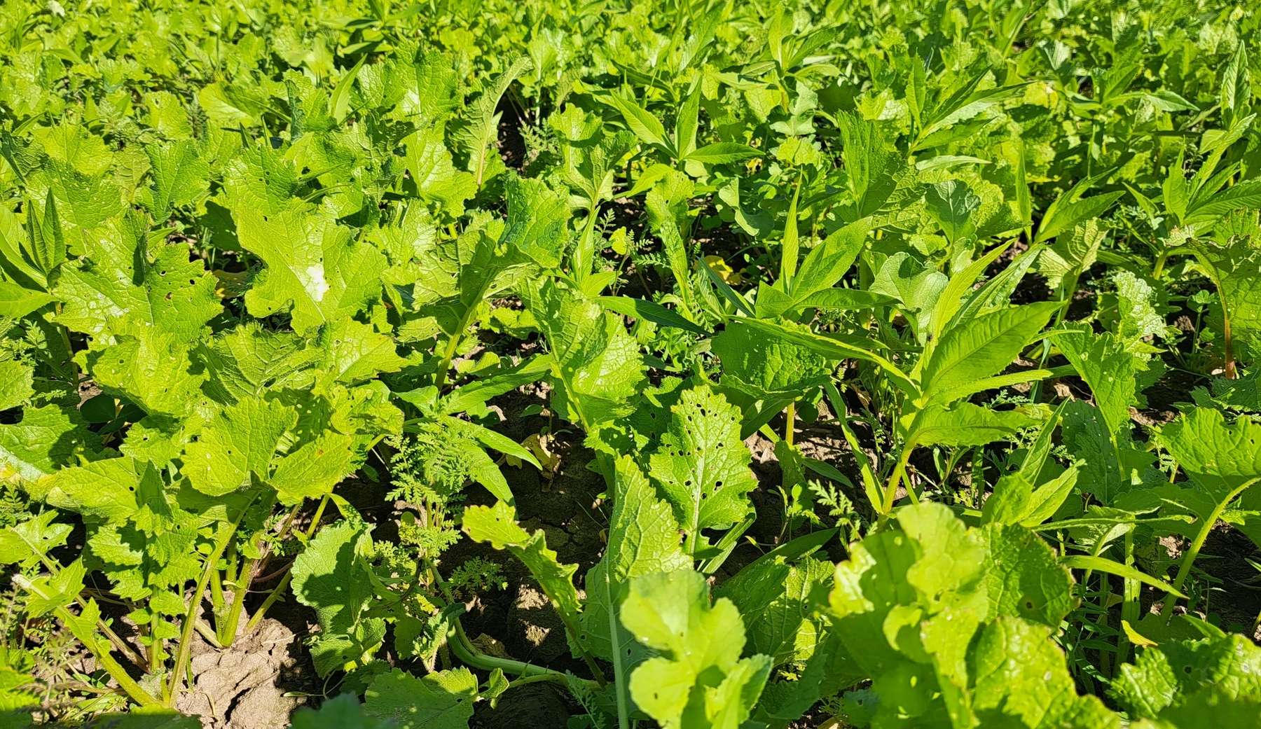 Winterharte Komponenten halten den Boden länger bedeckt .jpg © BWSB