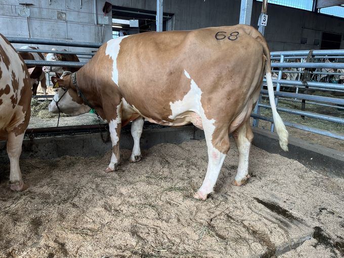 Versteigerung Freistadt - 04.03.2026.jpg © Michaela Kitzberger/RZO