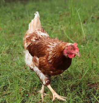 Legehenne Freiland © LKÖ/Kraml