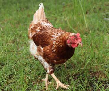 Legehenne Freiland © LKÖ/Kraml