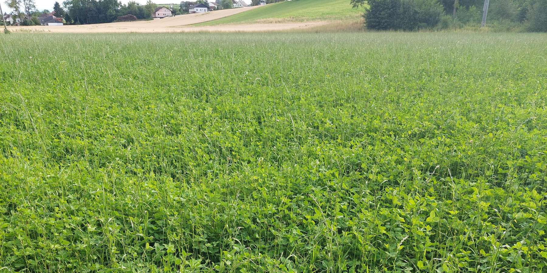 Feldfutter.jpg © BWSB/Wallner