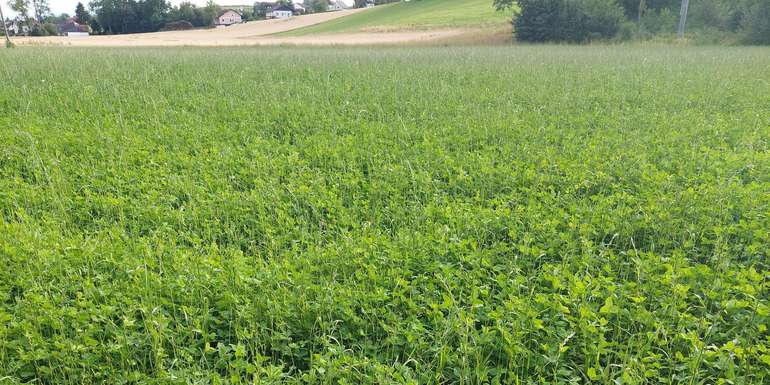 Feldfutter.jpg © BWSB/Wallner