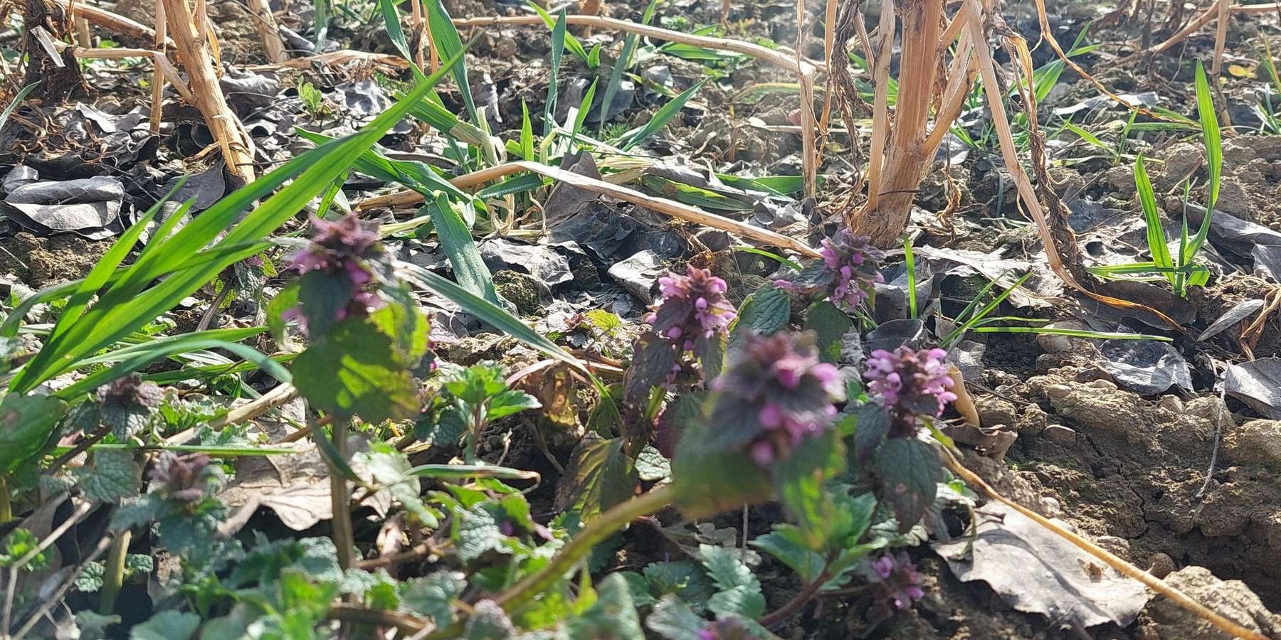 Taubnessel blühend_in ZWF.jpg © BWSB/Wallner