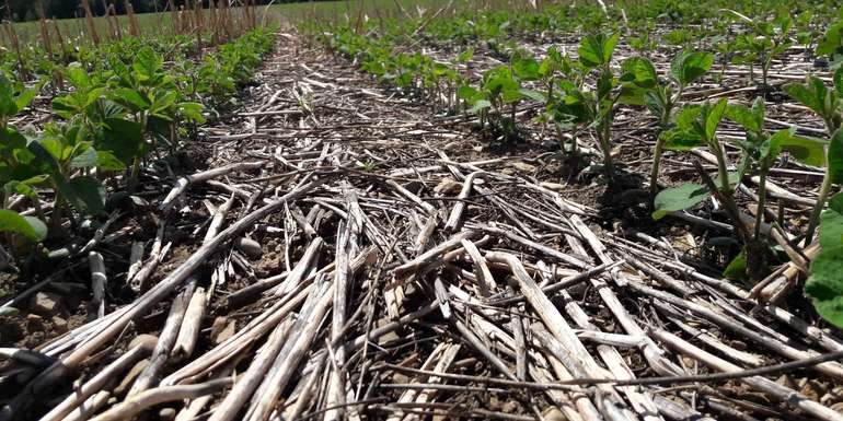 Soja_Direktsaat.jpg © BWSB/Wallner