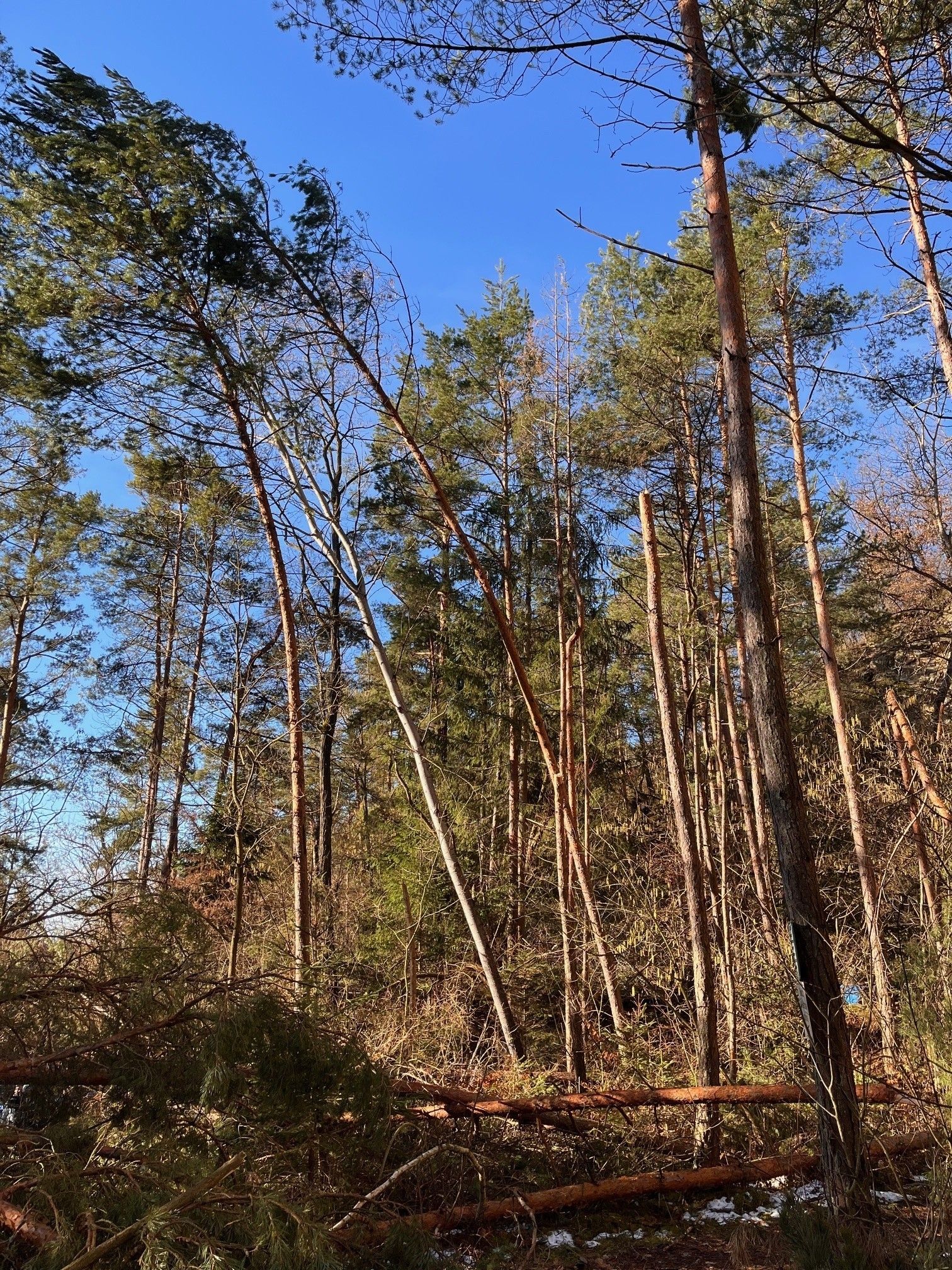 Schneebruch_2.jpg © DI Herbert Stummer