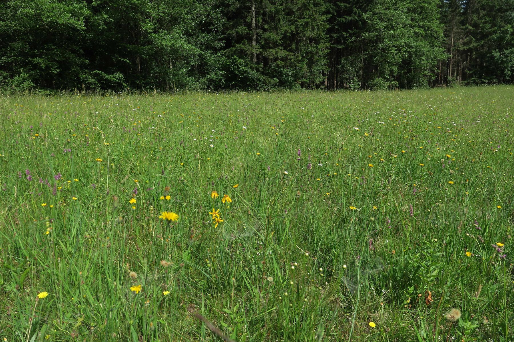 Grünland  .jpg © LK NÖ