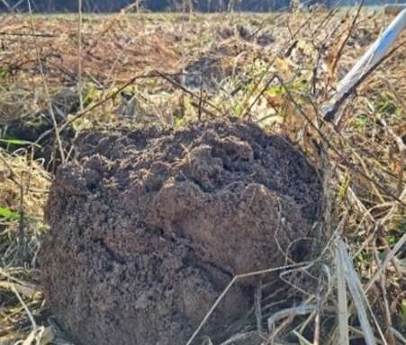 Spatenprobe.jpg © BWSB/Wallner