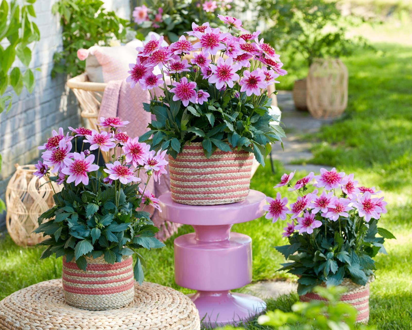 Gartentipp Fesche Frieda Foto.jpg © Die OÖ Gärtner