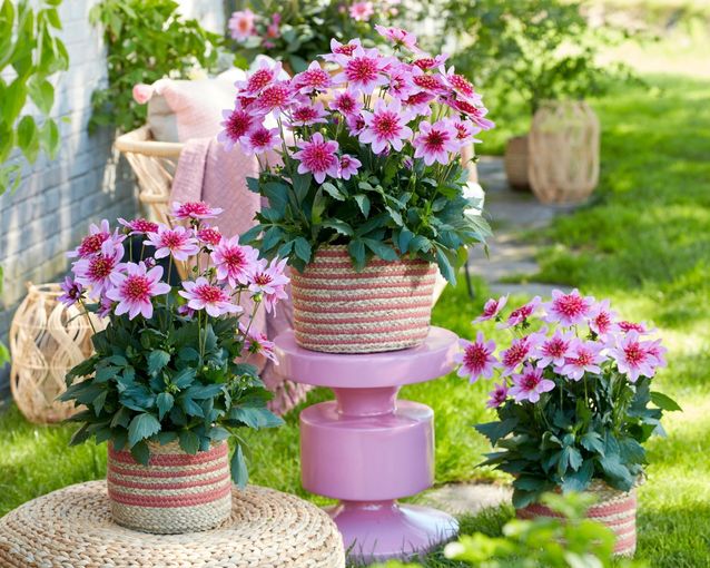 Gartentipp Fesche Frieda Foto.jpg © Die OÖ Gärtner