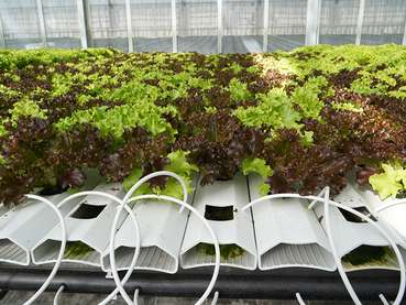 Gemüsebautag.jpg © LK Vbg.