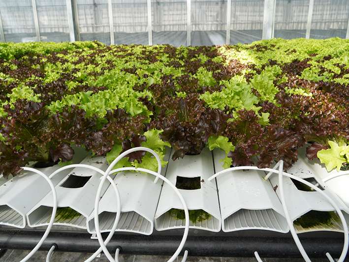 Gemüsebautag.jpg © LK Vbg.