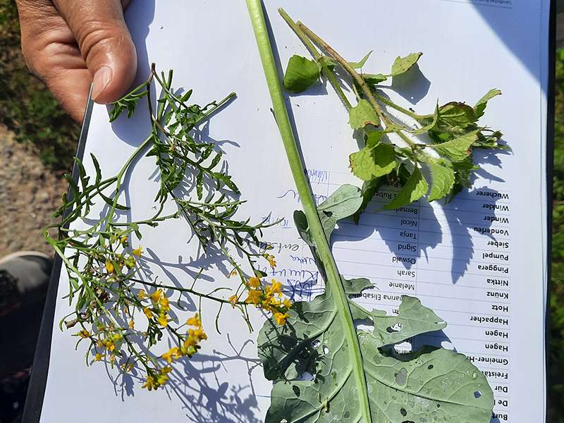 Gemüsebautag .jpg © K. Hotz