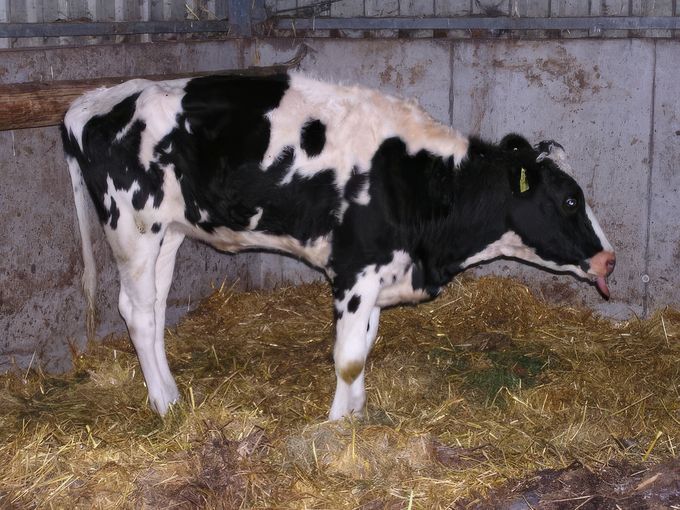 BTV.jpg © Dr. Adams