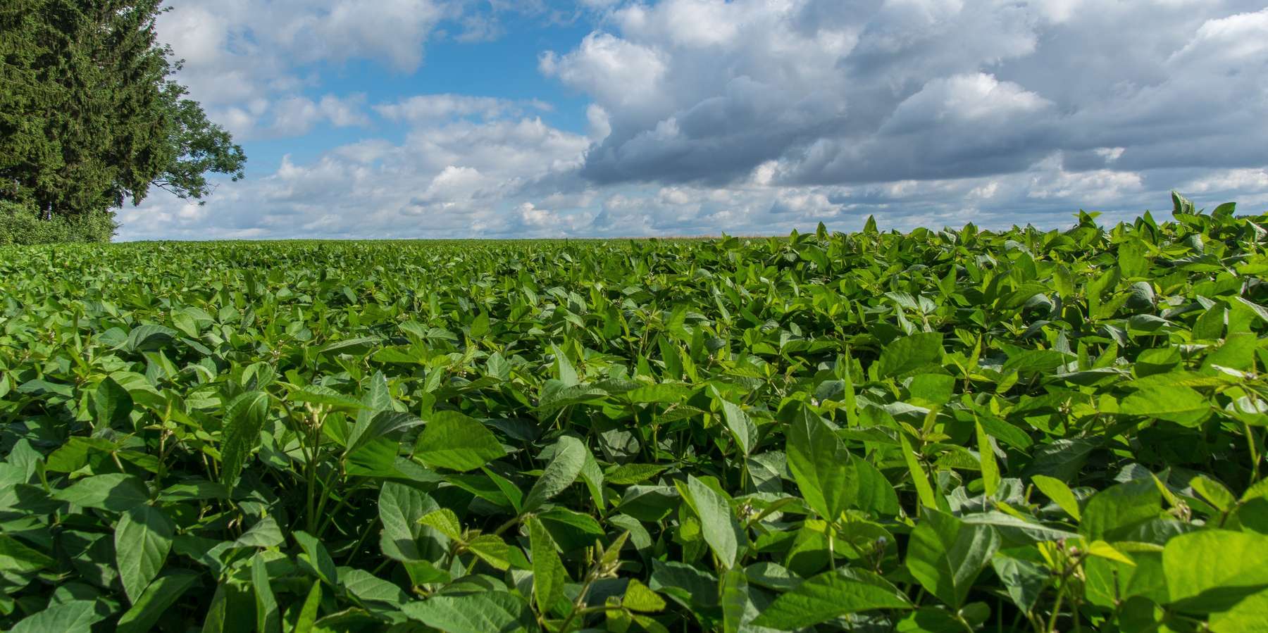 Soja_Fruchtbildung@agrarfoto.com.jpg © agrarfoto.com (kk)