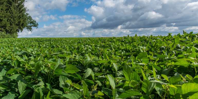 Soja_Fruchtbildung@agrarfoto.com.jpg © agrarfoto.com (kk)