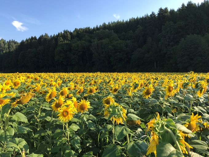 Biosonnenblumen.jpg © LK Kärnten/Dominik Sima