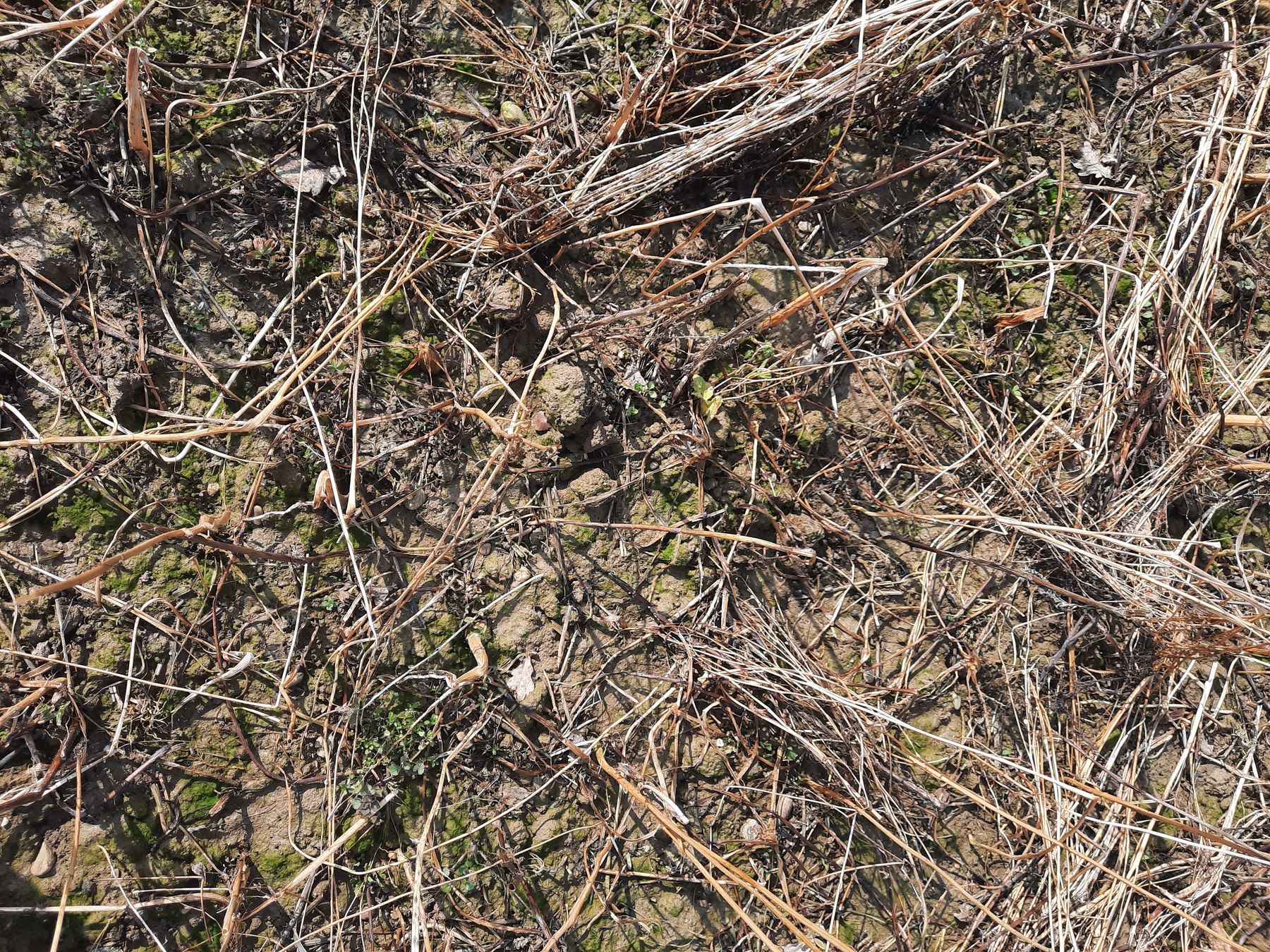 Variante Umwelt+: Alles gut abgefroren und niedergebrochen. Teilweise wurde schon viel Mulchmaterial von den Bodenlebewesen verarbeitet und es könnten Unkräuter aufkommen.  © BWSB