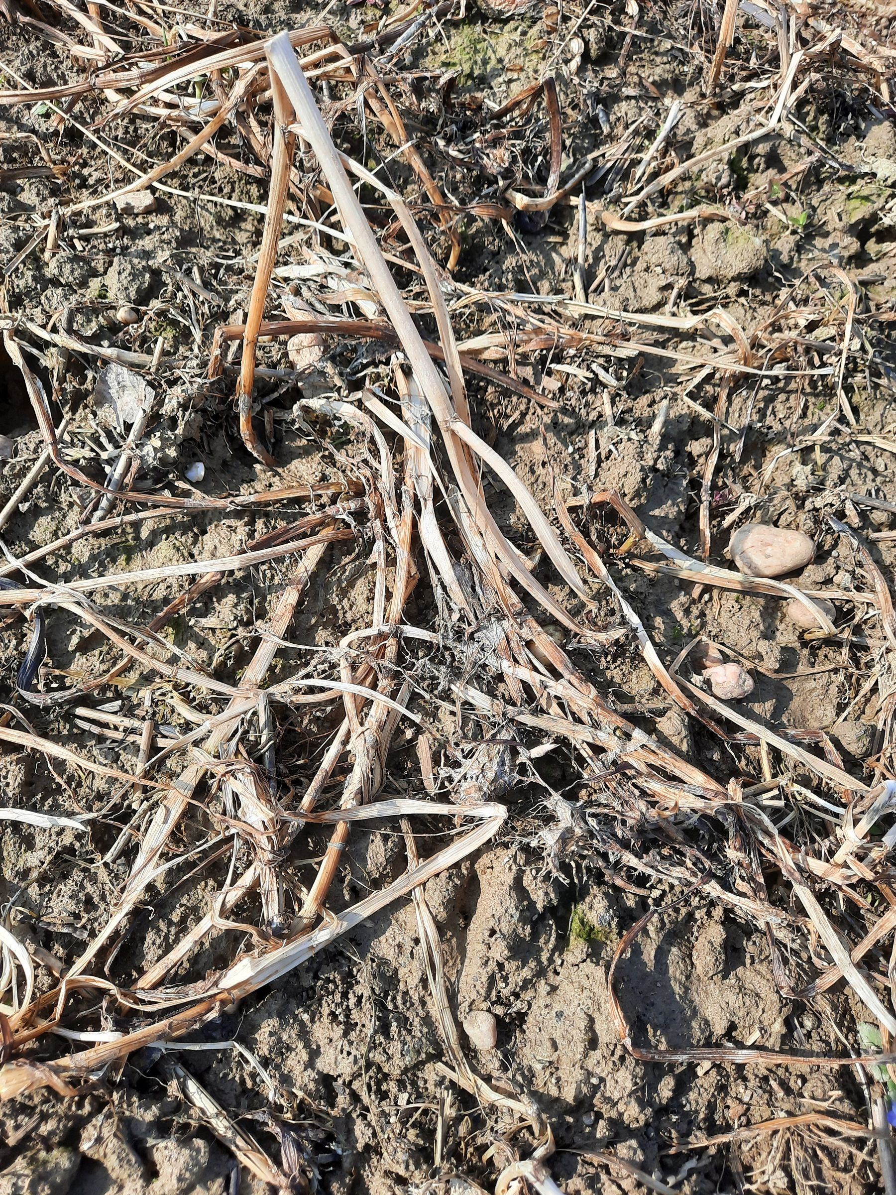 Variante Bodenfreund: Vor allem der Sandhafer zeigt sich als Oberflächenmaterial sehr beständig © BWSB