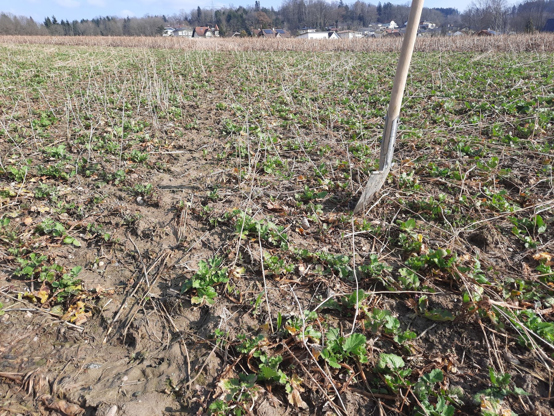 Variante Winterstrong: trotz winterharter Zwischenfrucht "Rübse" kann es in Fahrspuren hangabwärts zu Abschwemmtendenzen kommen! (im Bild links unten) © BWSB