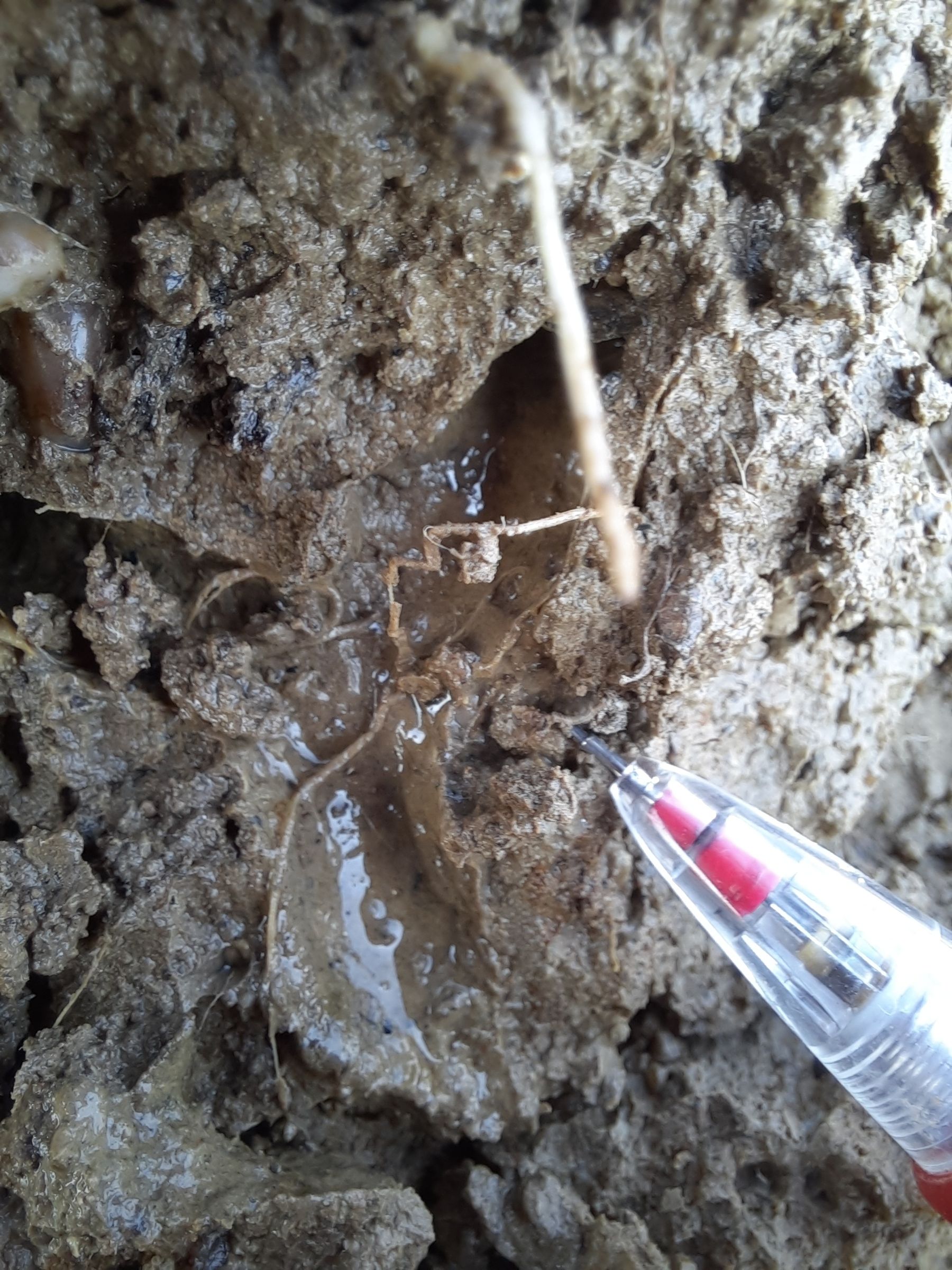 Regenwurmröhren fungieren als Drainageleitungen nach unten.  © BWSB