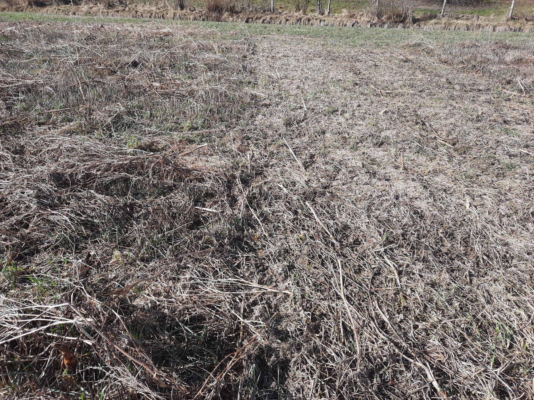 Variante Umwelt+ als Drohnensaat: Auf dem im November gehäckselten Streifen rechts kommt aufgrund der hohen Mulchmaterialmenge fast kein Unkraut durch, links ohne Bearbeitung mit höherem Unkraut- bzw. Ausfallgetreideanteil  © BWSB