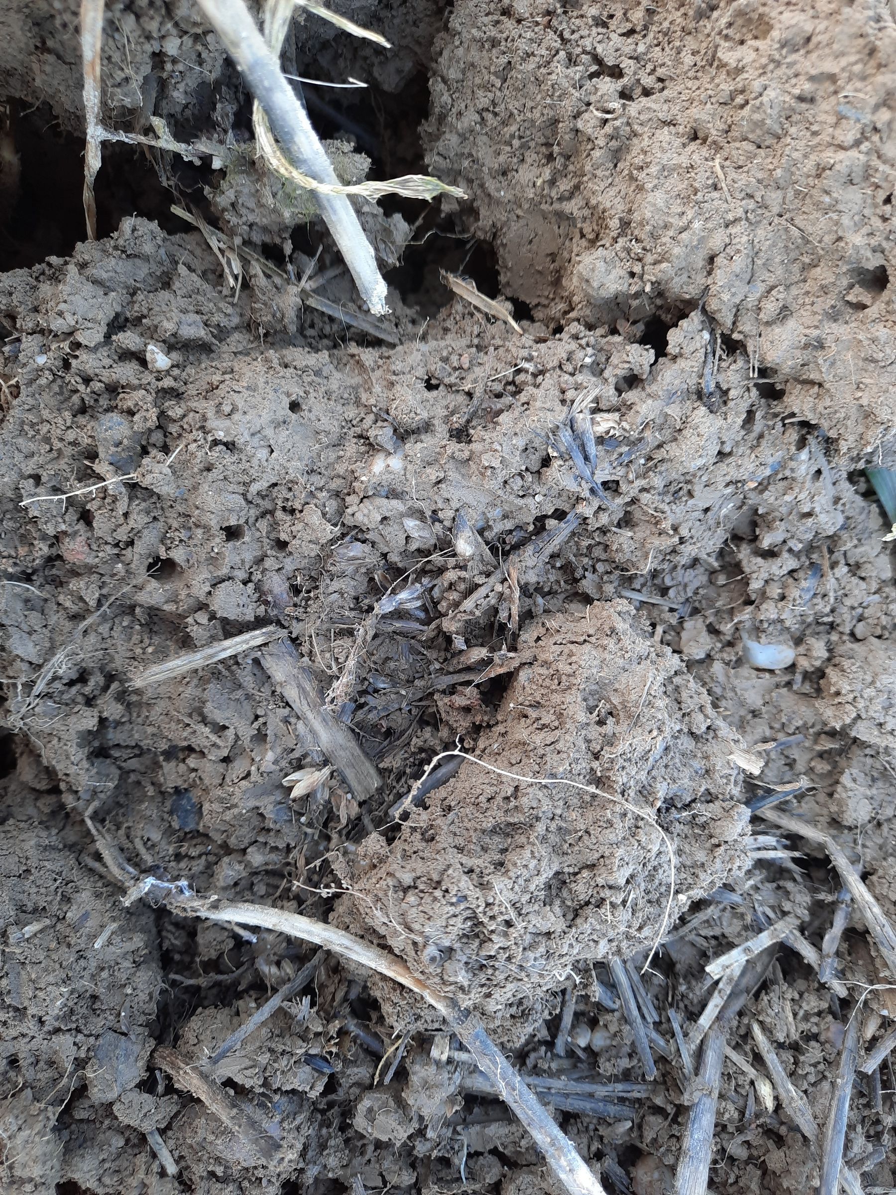 Variante Umwelt+ konv. Anbau: die vielfältige Mischung macht sich auch im Boden bemerkbar: sehr schön durchwurzelter Oberboden, gespickt mit Regenwurmröhren – alles sehr feinkrümelig! Erntereste noch nicht vollständig umgearbeitet.  © BWSB