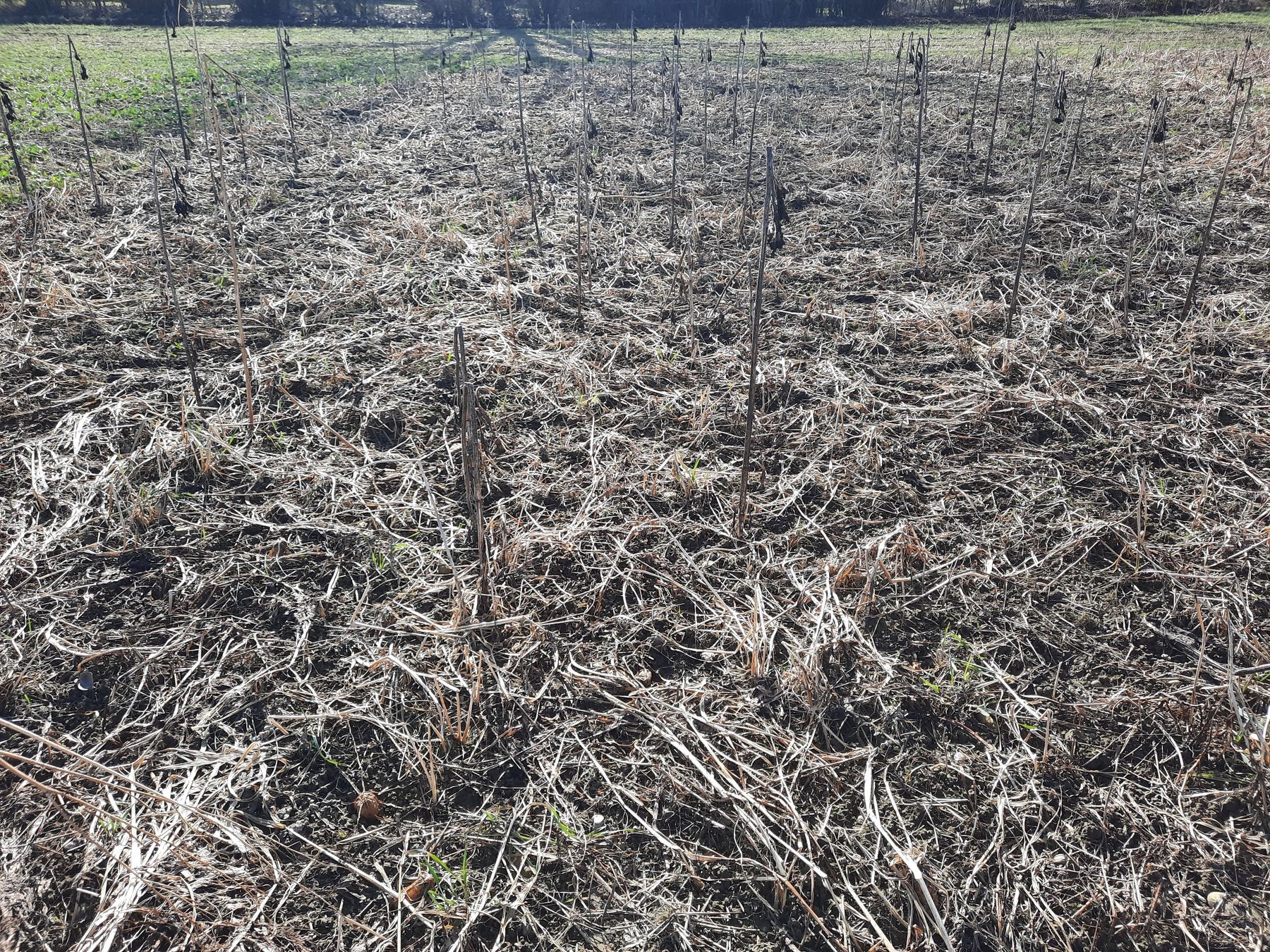 Variante Bodenfreund: Auch nach dem Winter soll eine möglichst hohe Bodenbedeckung als Erosionsschutz gegeben sein. © BWSB