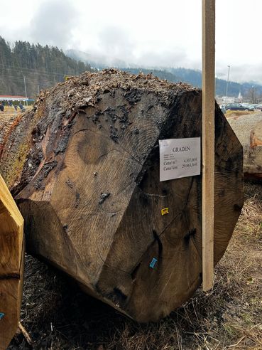 teuerster Stamm.jpg © Mader-Tschertou