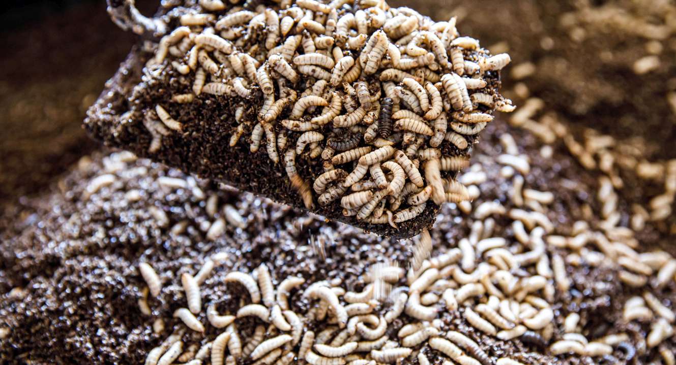 Die gemästeten Larven der Schwarzen Soldatenfliege.jpg © Ecofly