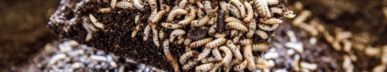 Die gemästeten Larven der Schwarzen Soldatenfliege.jpg © BWSB/Lang