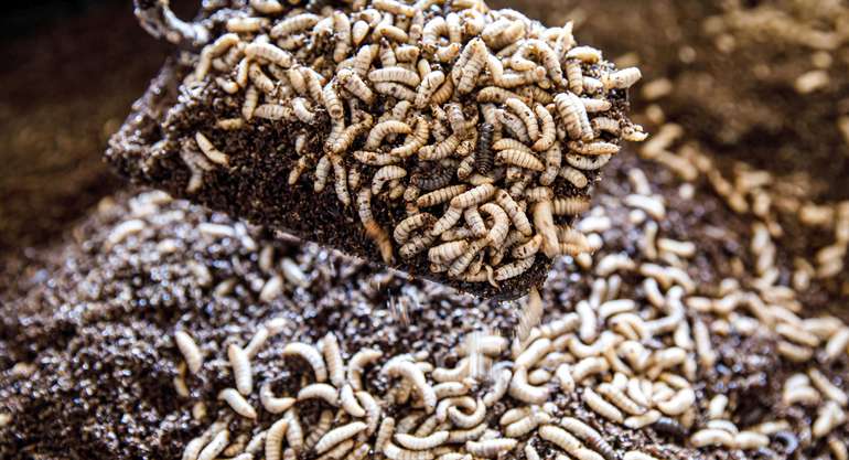 Die gemästeten Larven der Schwarzen Soldatenfliege.jpg © Ecofly