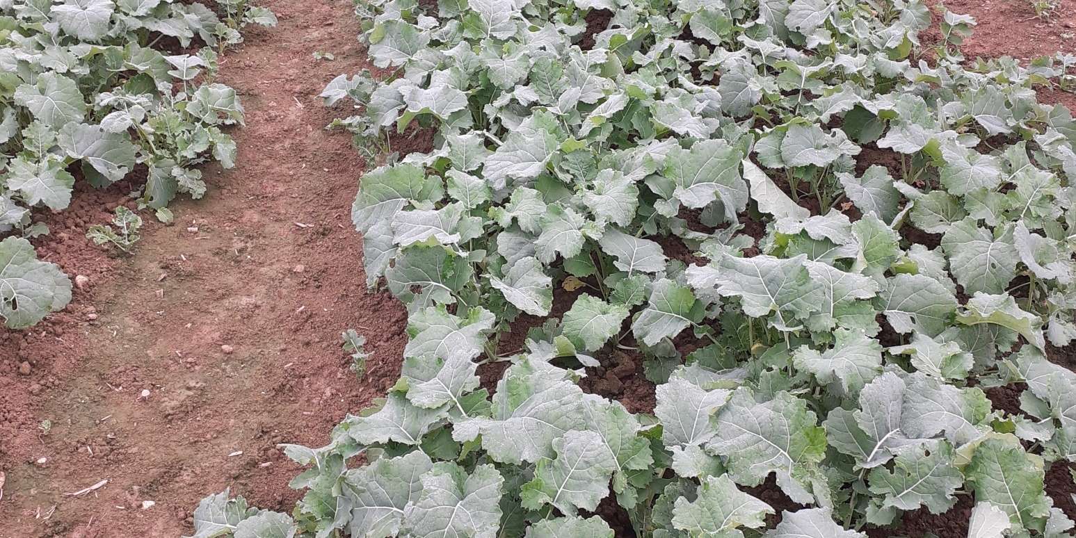 Steyr_Bestand02_Bonitur1.jpg © BWSB/Ömer