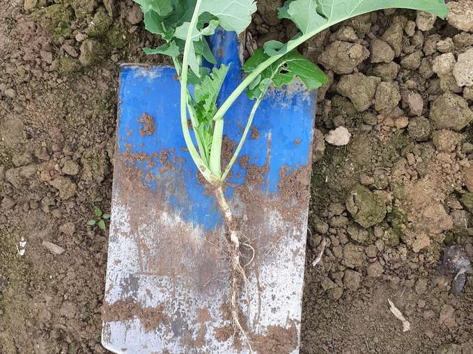 Steyr_Pflanze03_Bonitur1.jpg © BWSB/Ömer