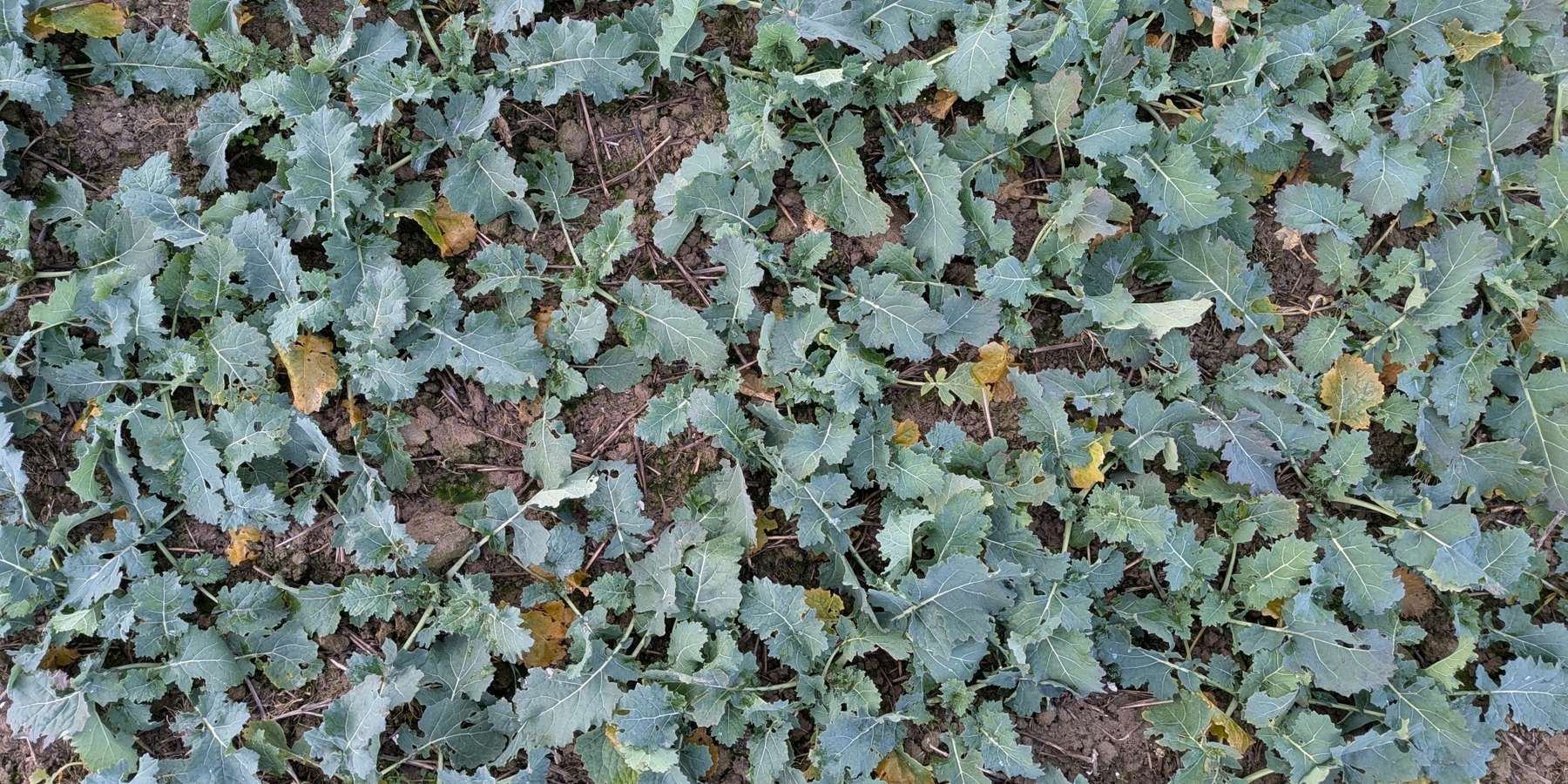 Rapsherbizid Bonitur2.jpg © BWSB/Ömer