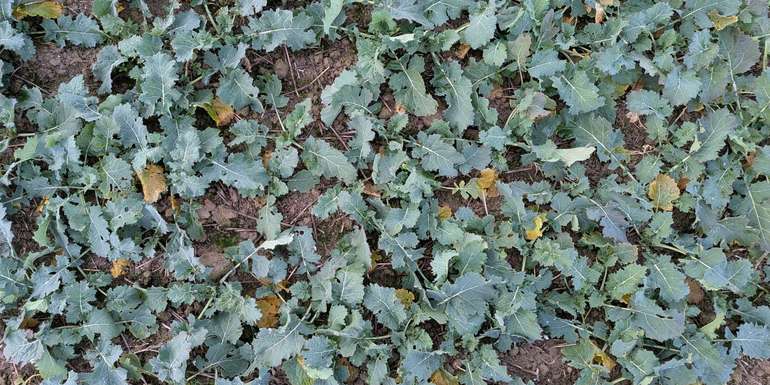 Rapsherbizid Bonitur2.jpg © BWSB/Ömer