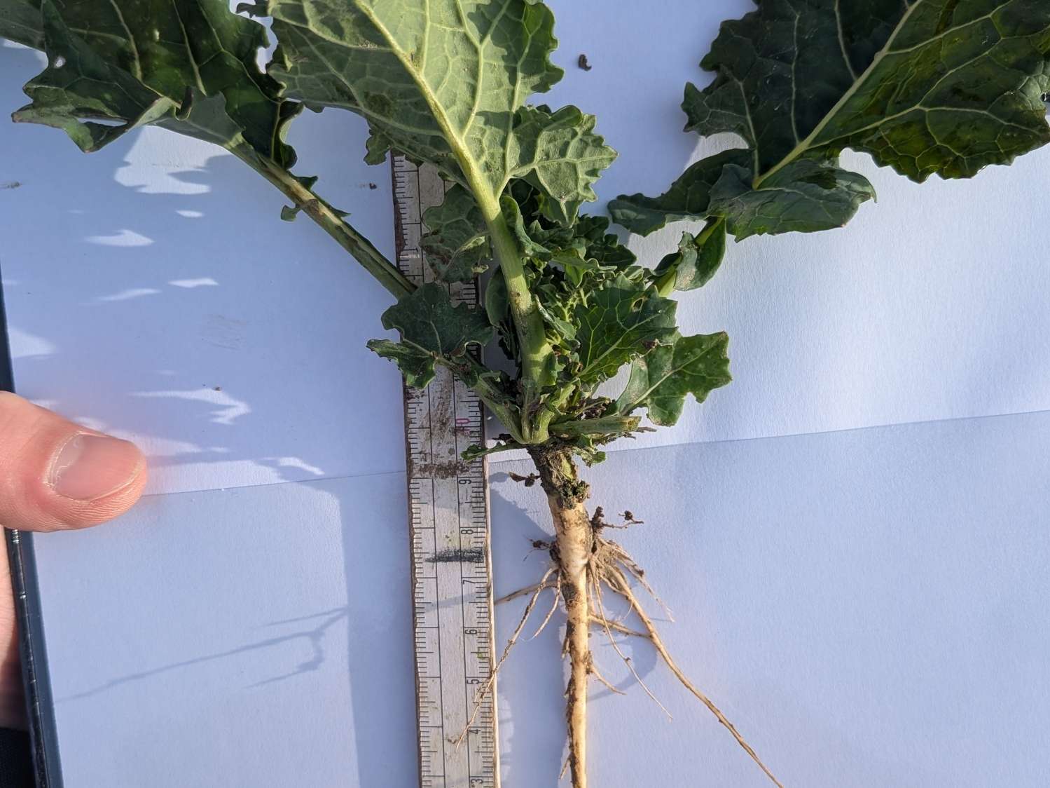 Rapspflanze_Innviertel_Bonitur2.jpg © BWSB/Ömer