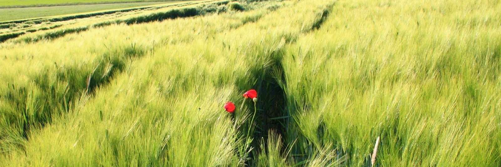 AS 2026 Getreide.jpg © Bettina Stattler