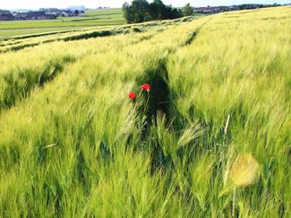 AS 2026 Getreide © Bettina Stattler