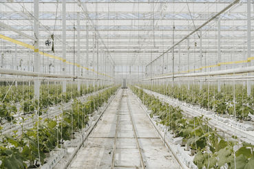 Glashaus Wien .jpg © LK Wien / Scheiblauer