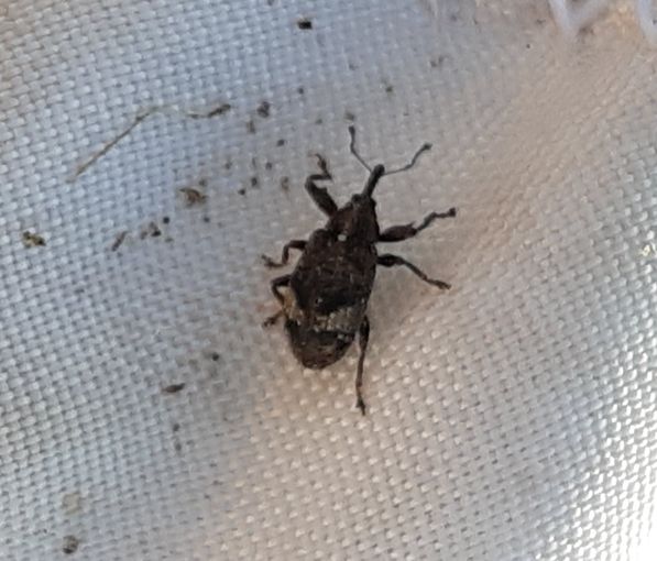 Nahaufnahme_Stelzer_20250304_Apfelblütenstecher_adult.jpg © LK Steiermark