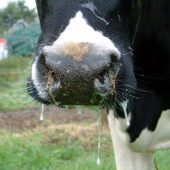 Blauzungenkrankheit © Dr. Mark Holsteg, LWK Nordrhein-Westfalen